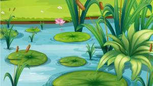 Раскраска болото для детей #2 #220472