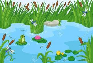 Раскраска болото для детей #33 #220503