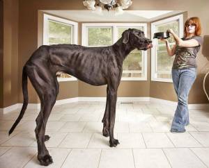 Раскраска большая собака #35 #220896