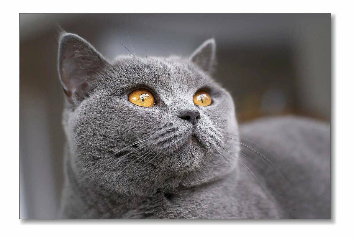 Породы кошек серая британская. Британский короткошерстный кот. Британский короткошерстный кот серый. Британ короткошерстная кошка. Британская короткошёрстная кошка шартрез.