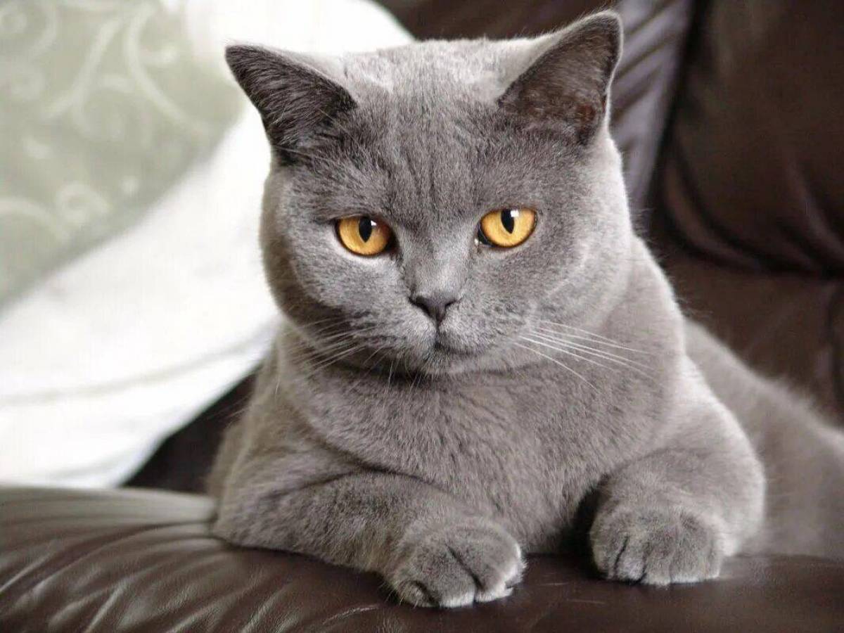 Фотографии породы британских кошек. Британская короткошёрстная кошка голубая. Британский короткошерстный кот серый. Британский короткошерстный кот голубой. Голубой британец кот.