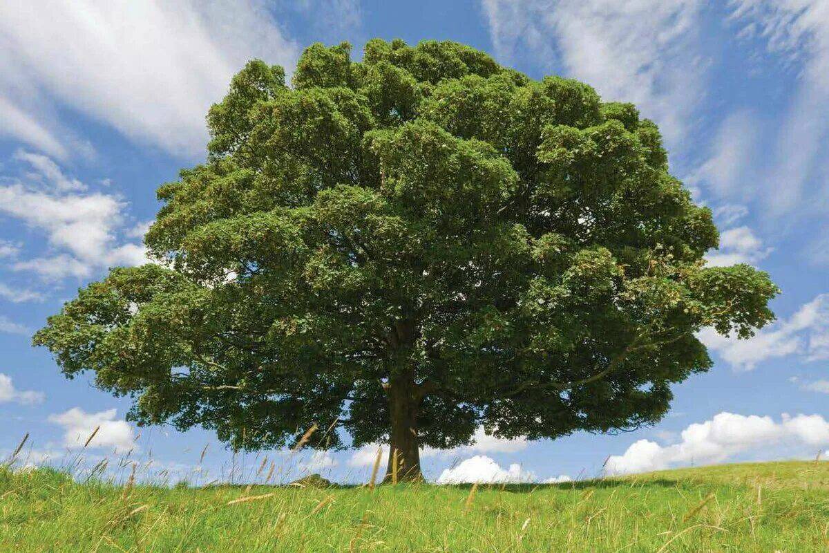 Большая картинка дерева