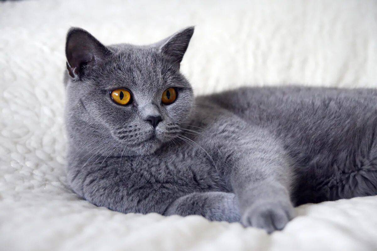 Британская короткошерстная кошка основные. Британская короткошёрстная кошка. Британская короткошёрстная кошка голубая. Картезианская кошка британец. Британский короткошерстный кот серый.