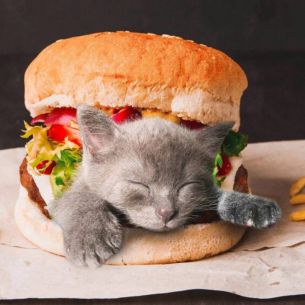 Бургер котик #1
