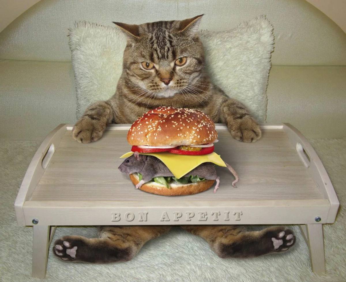 Бургер котик #12