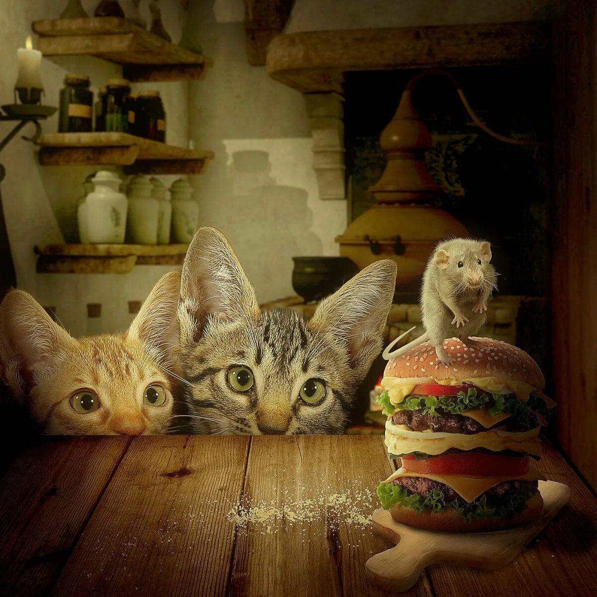 Бургер котик #18