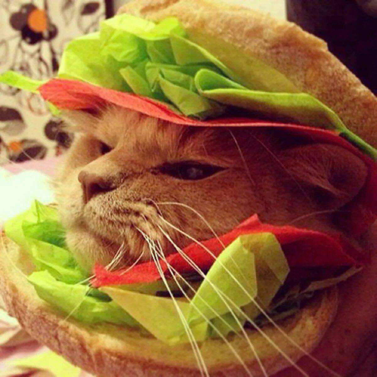 Бургер котик #22