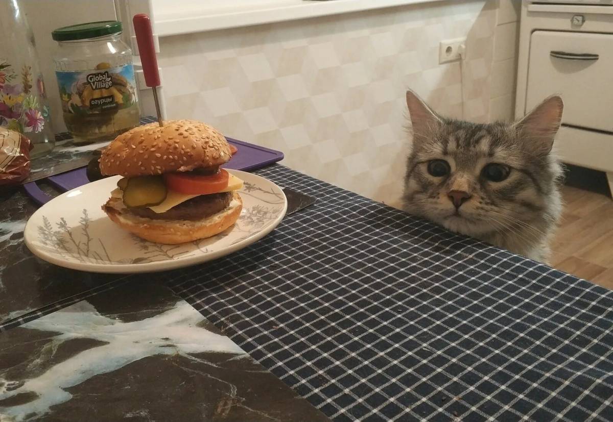 Бургер котик #35