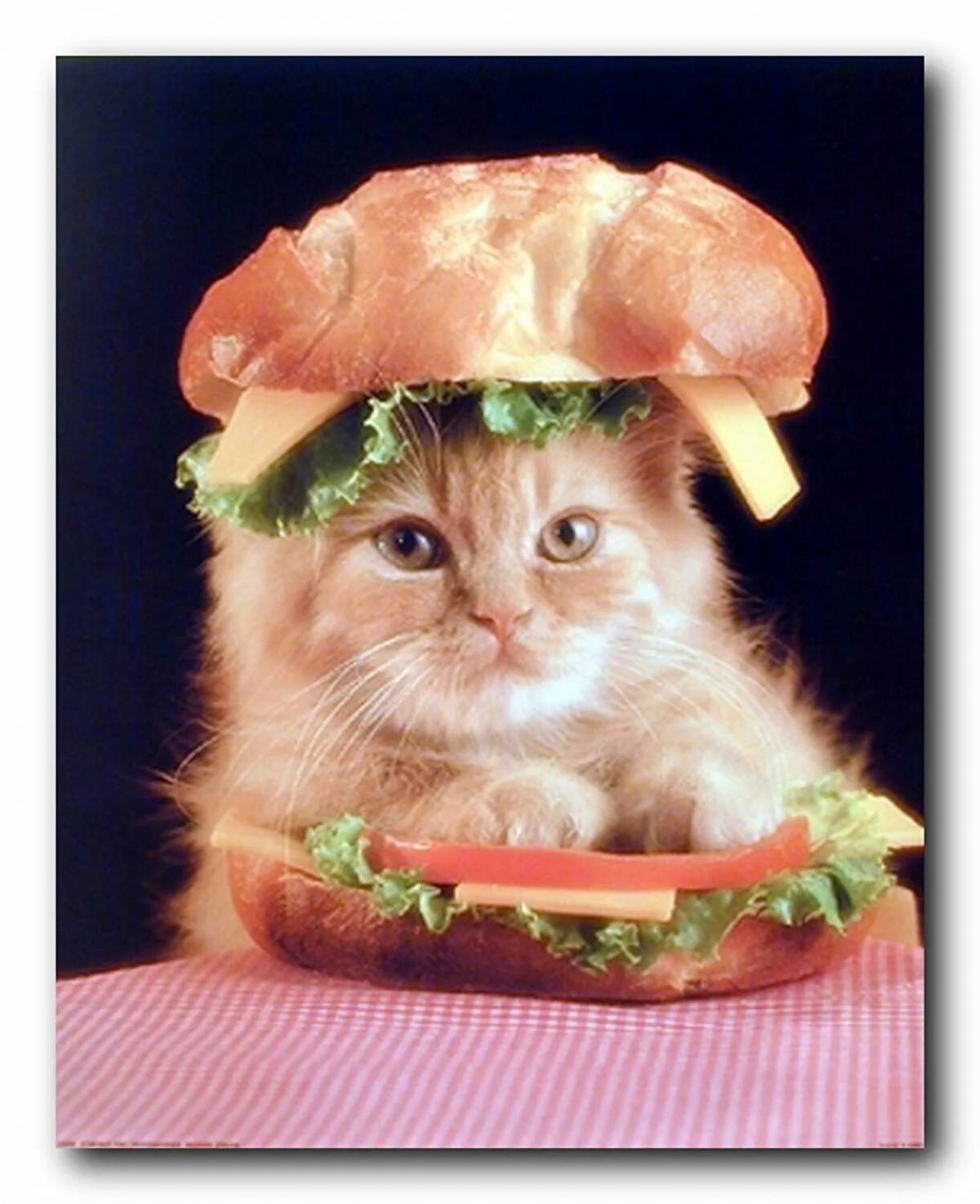 Бургер котик #36