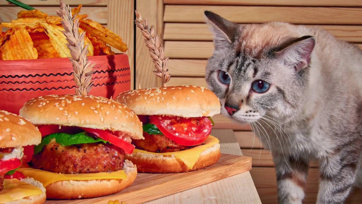 Бургер котик #37