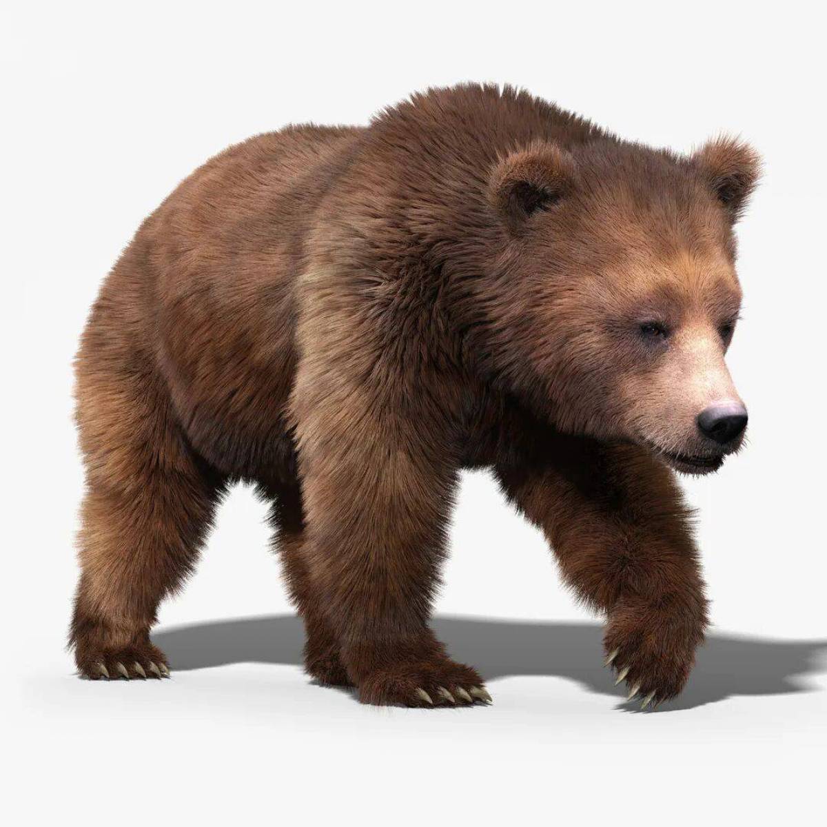 Бурый медведь для детей #3