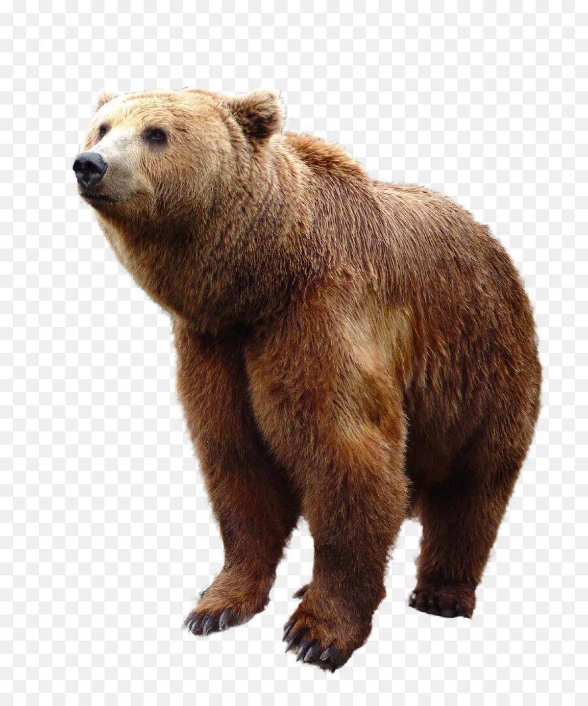 Бурый медведь для детей #4
