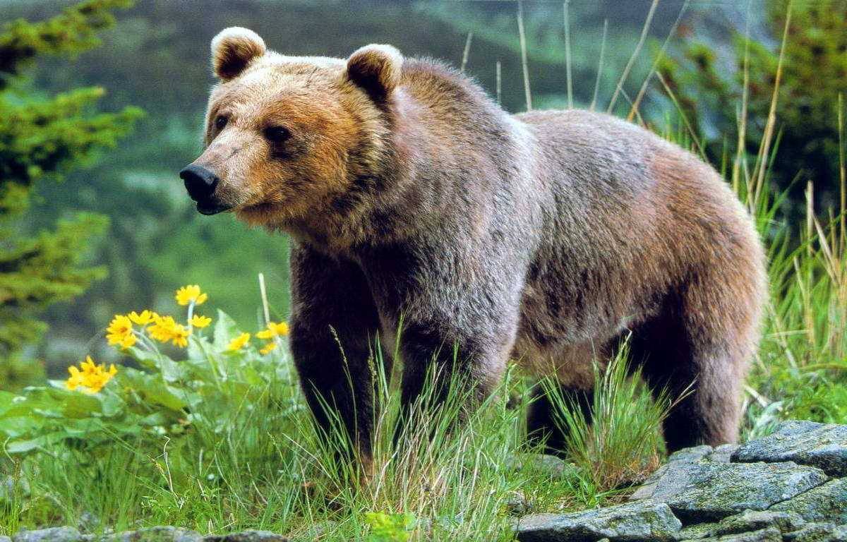 Бурый медведь для детей #14