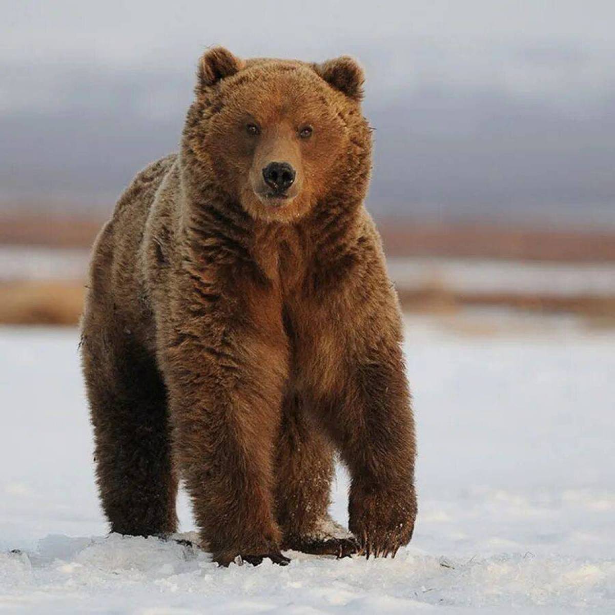 Бурый медведь для детей #16