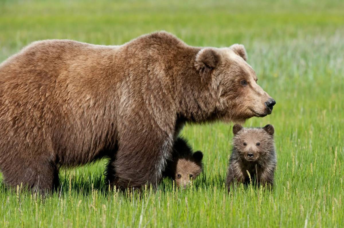 Бурый медведь для детей #22