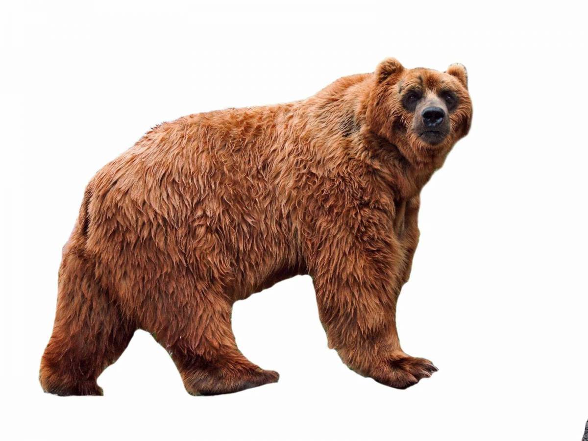 Бурый медведь для детей #23
