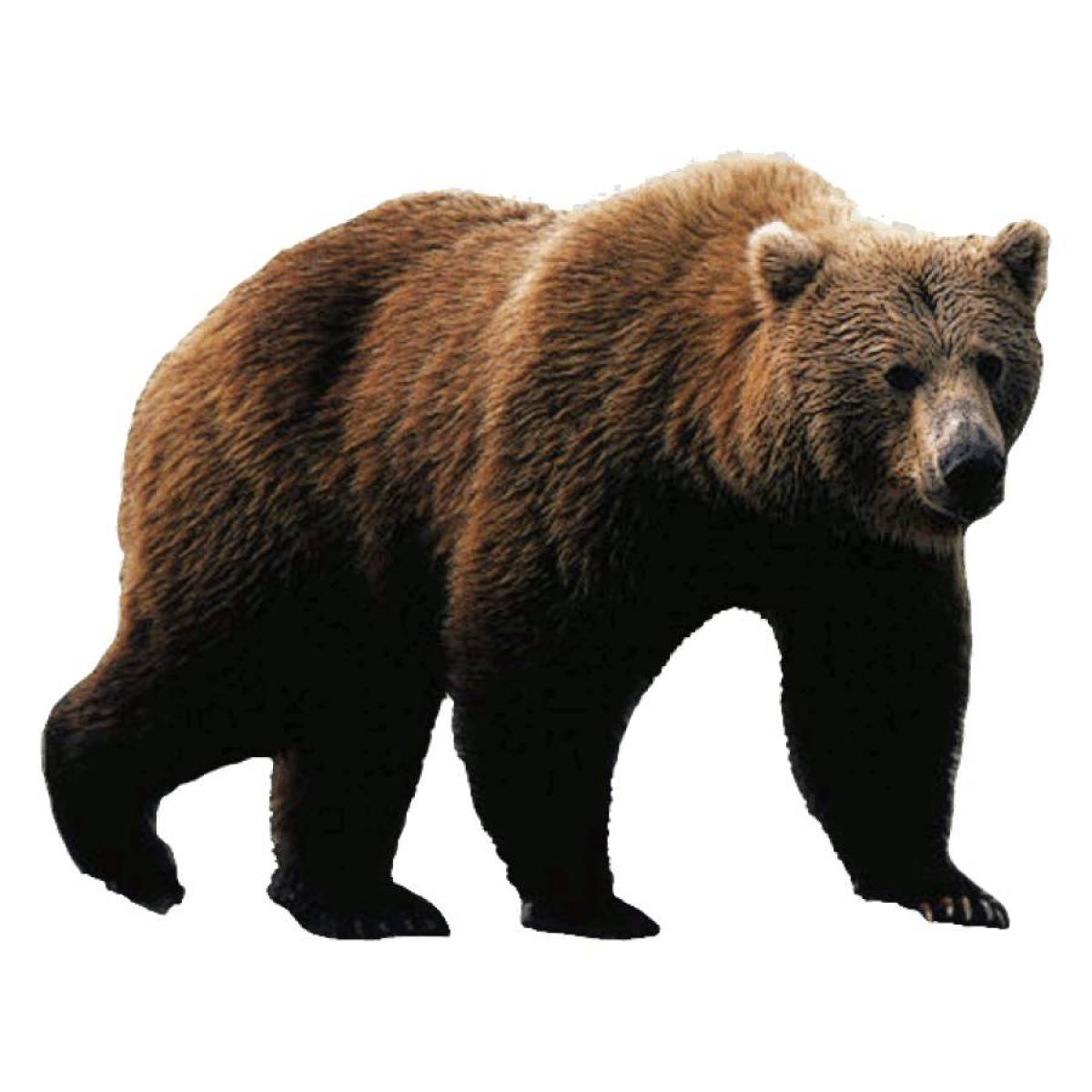 Раскраска бурый медведь