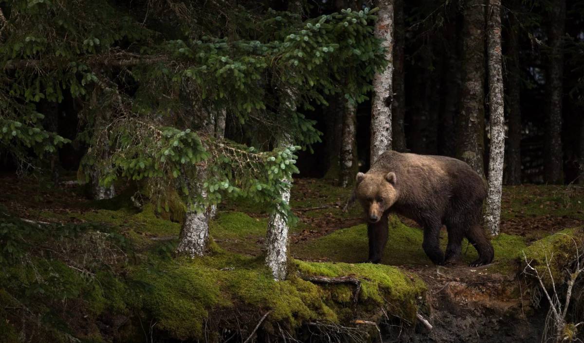 В лесу медведь #11