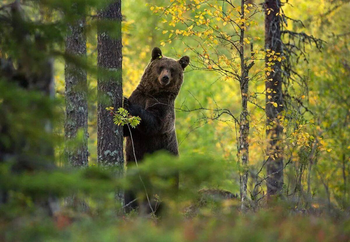 В лесу медведь #14