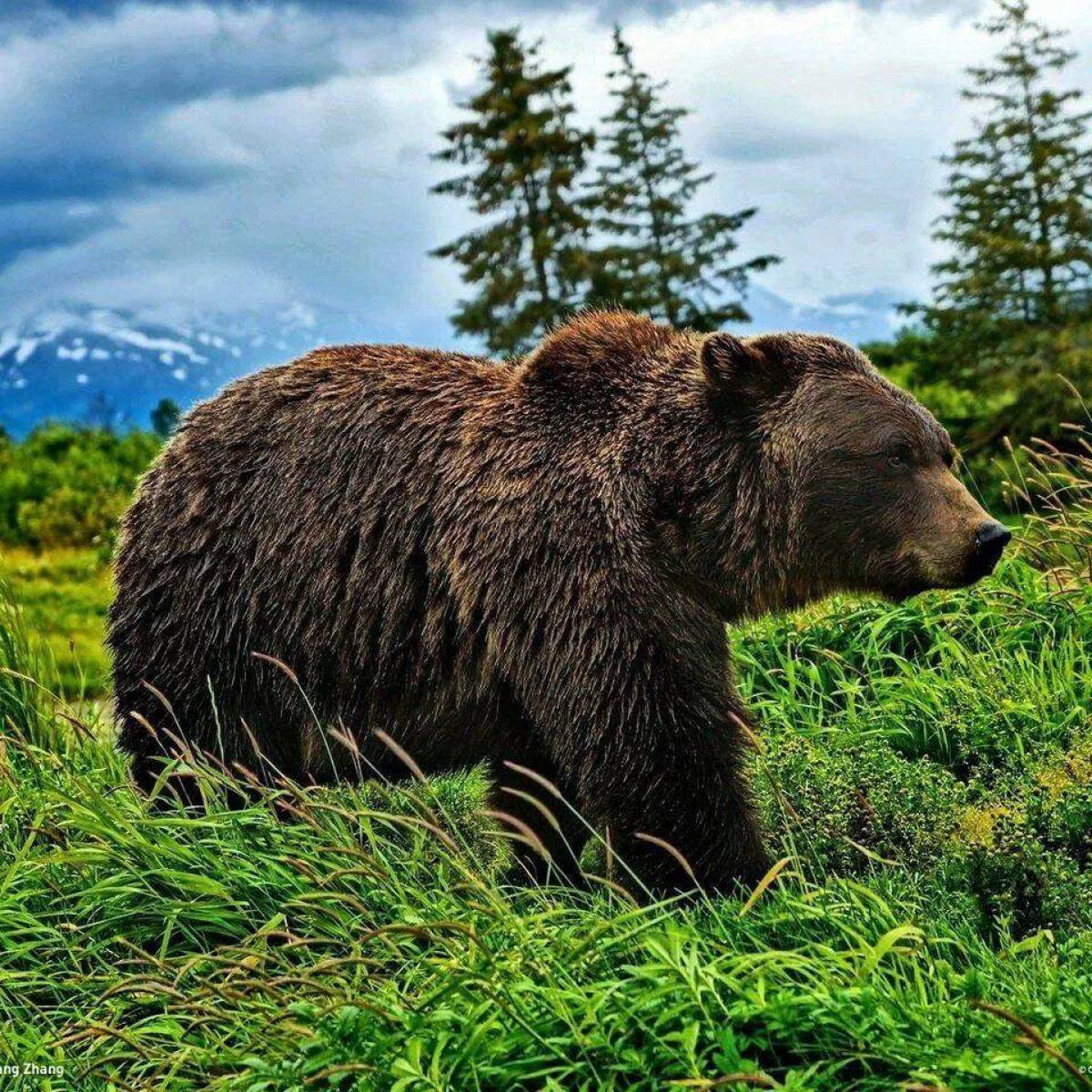 Животное тайги бурый медведь. Бурый медведь в тайге. Бурый медведь Уссурийская Тайга. Животные тайги бурый медведь. Таежный бурый медведь.