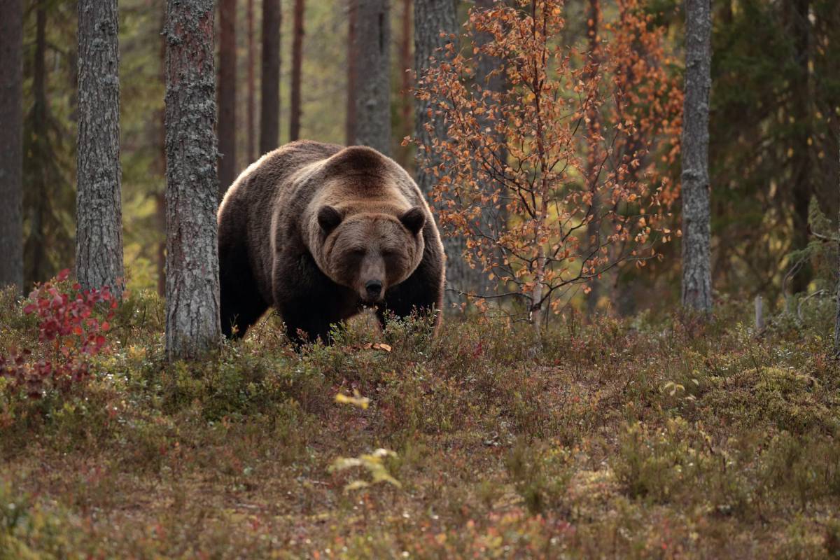 В лесу медведь #20