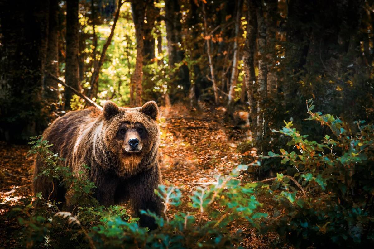 В лесу медведь #23
