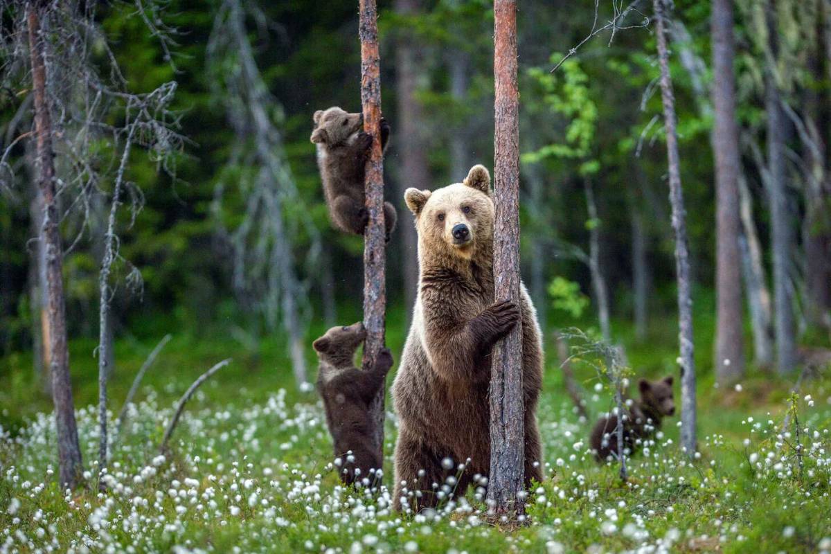 В лесу медведь #24
