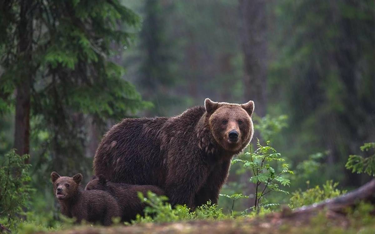 В лесу медведь #25