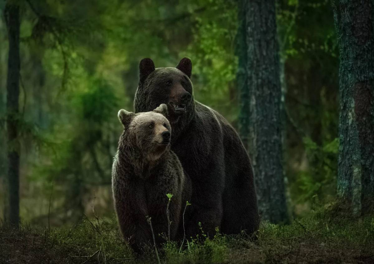 В лесу медведь #27