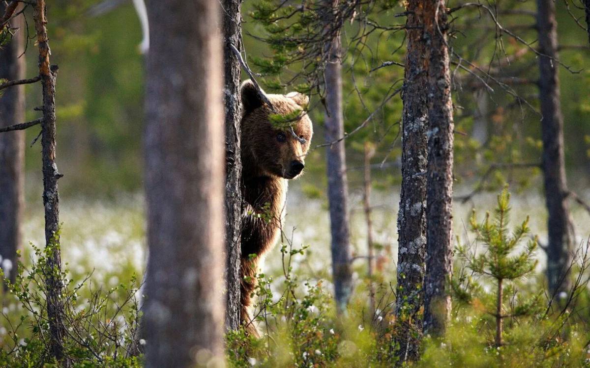 В лесу медведь #28