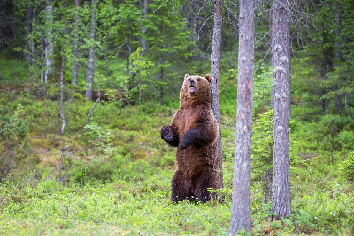 В лесу медведь #31