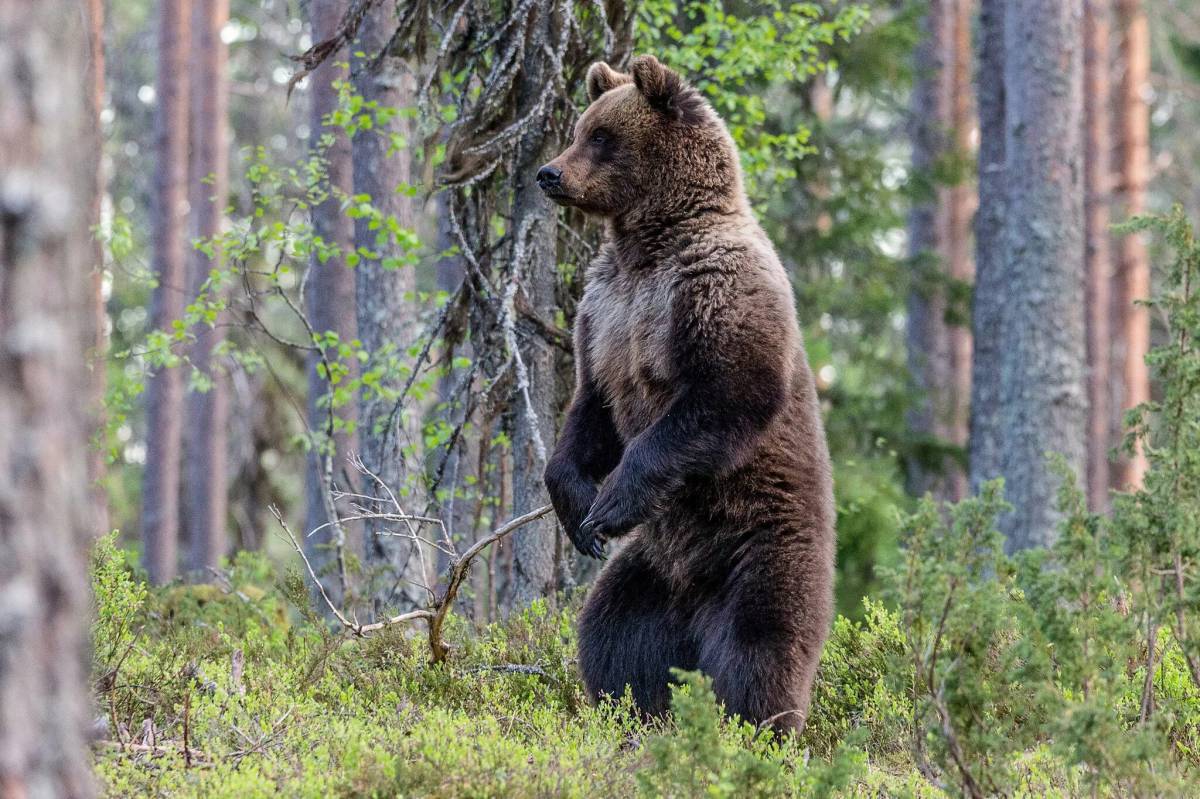 В лесу медведь #34