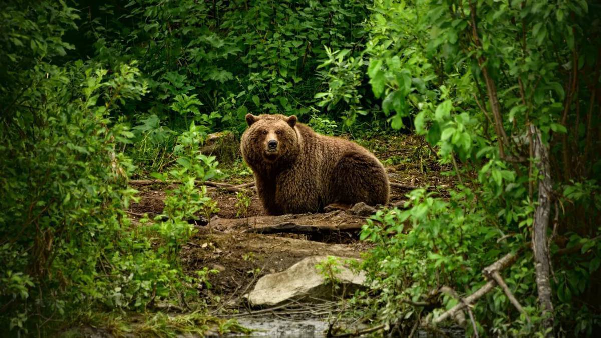 В лесу медведь #36