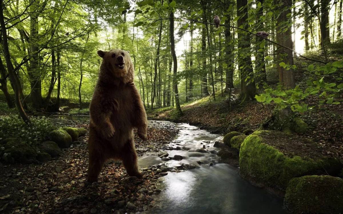 В лесу медведь #39