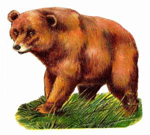 Раскраска бурый медведь для детей #19 #228619