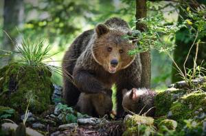 Раскраска в лесу медведь #4 #230054