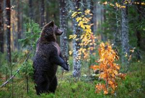 Раскраска в лесу медведь #32 #230082