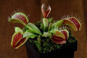 Раскраска венерина мухоловка #36 #233549