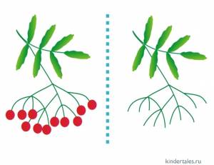 Раскраска ветка рябины для детей #2 #234770