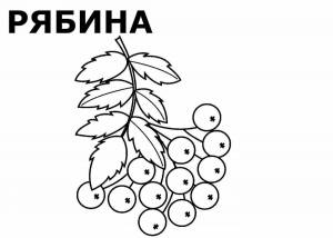 Раскраска ветка рябины для детей #22 #234790