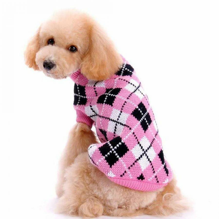 Путешествие с собакой. Включи вещь дог. Одежда для собаки хот дог. Дом для собаки. Походные вещи.