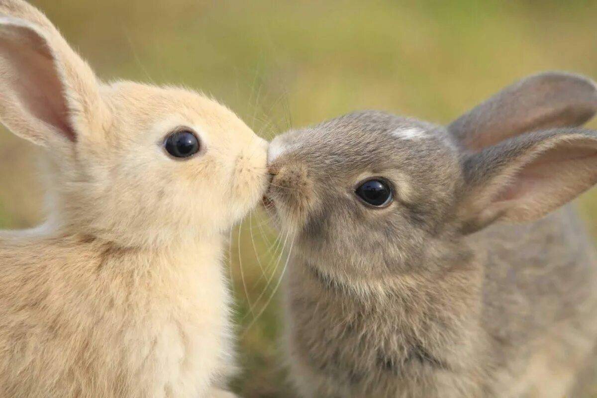 кролики фото милые