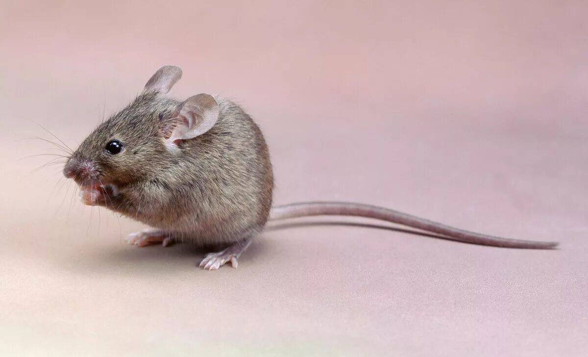 Мышь #20