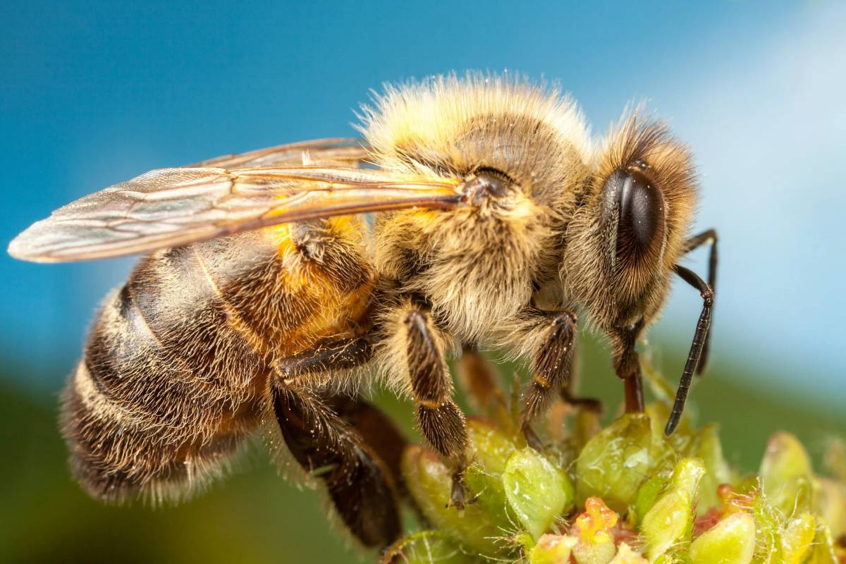 Пчела #1