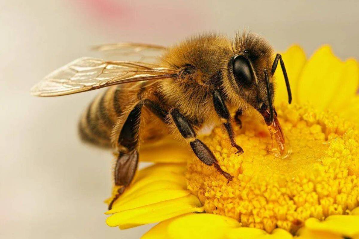 Пчела #2