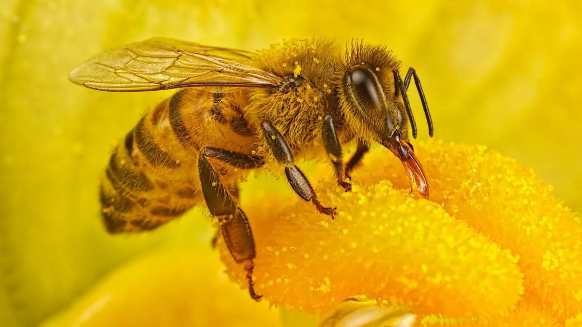 Пчела #3