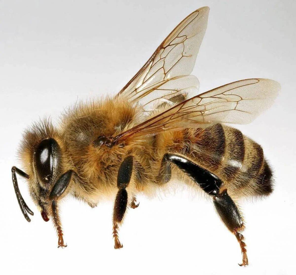 Пчела #10