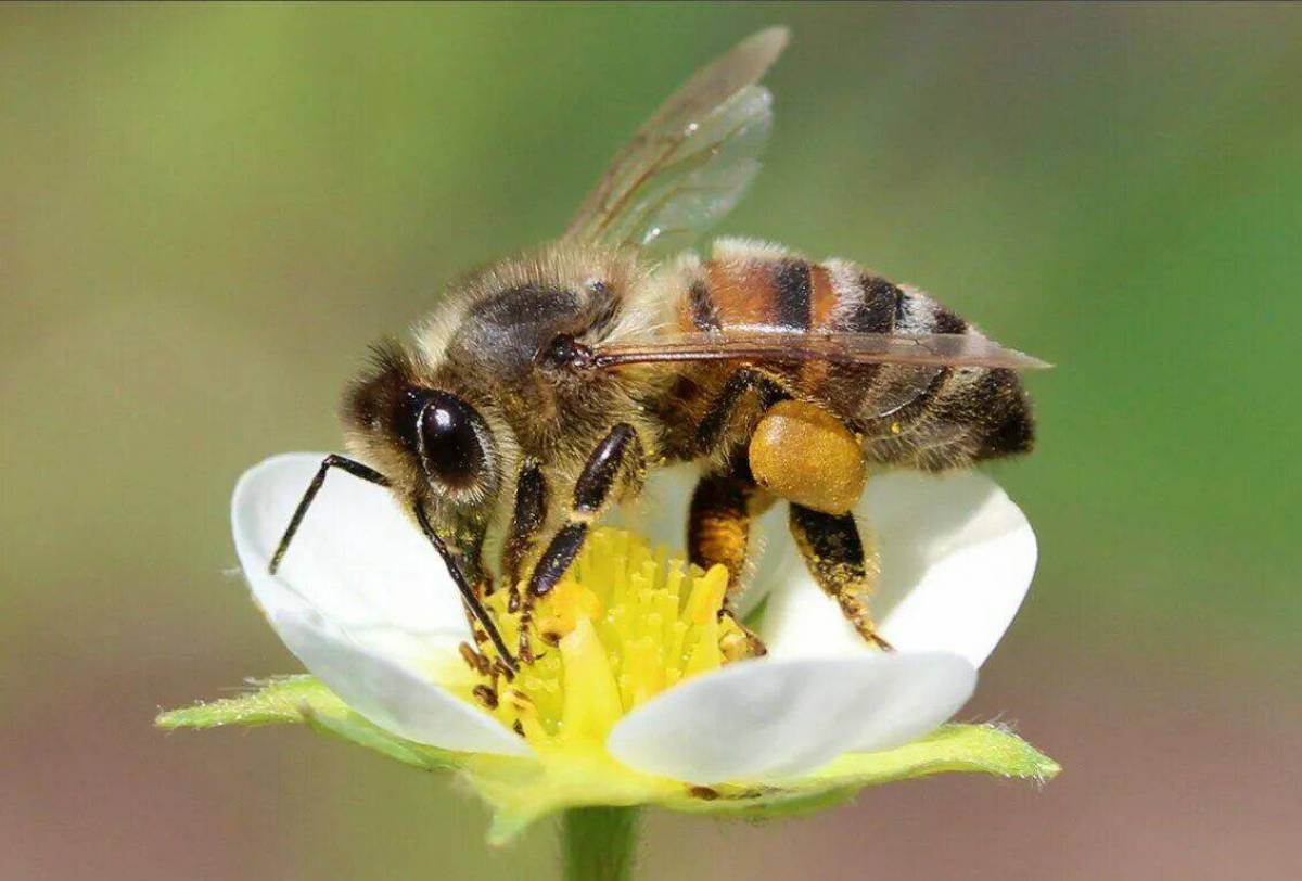 Пчела #12