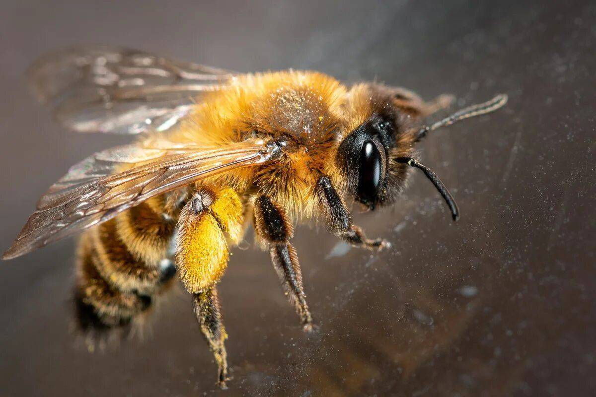 Пчела #16