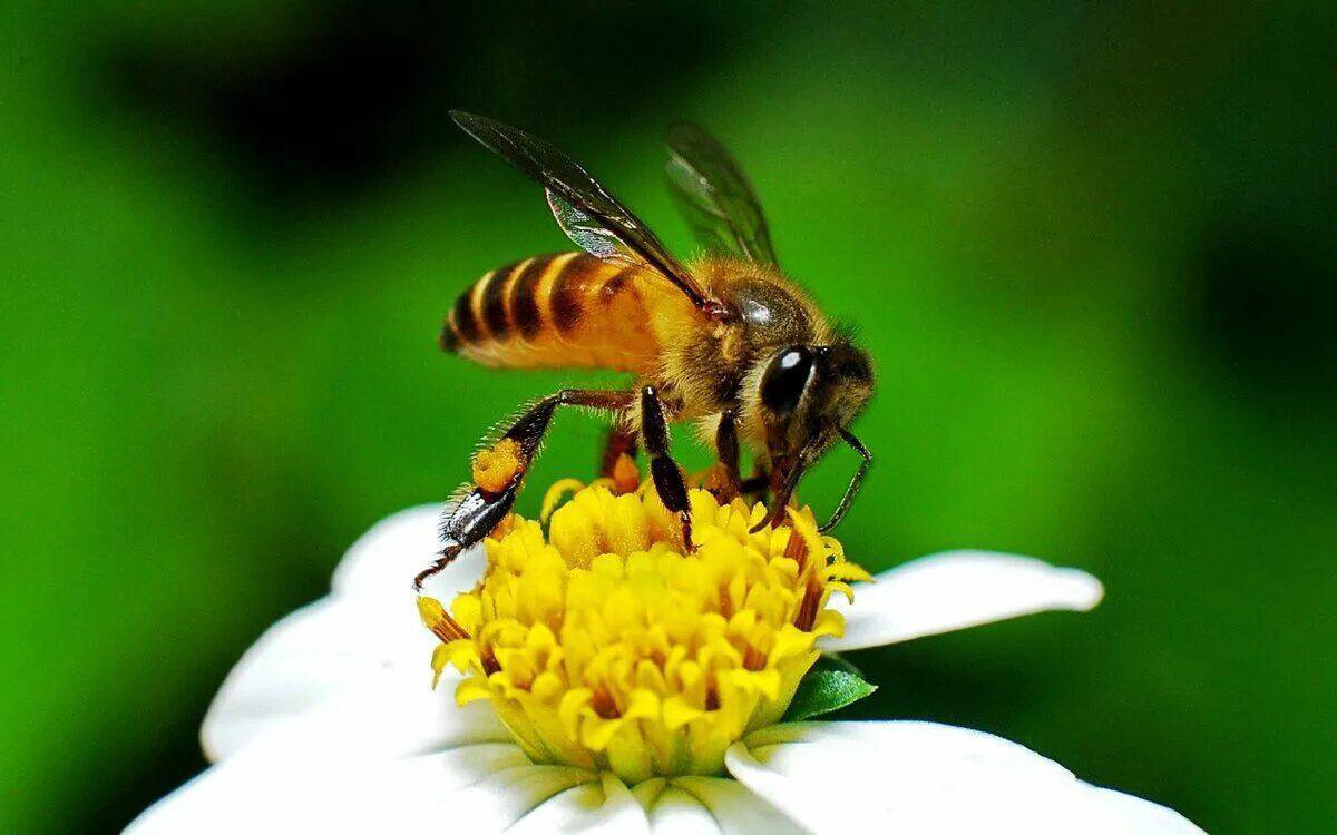 Пчела #19